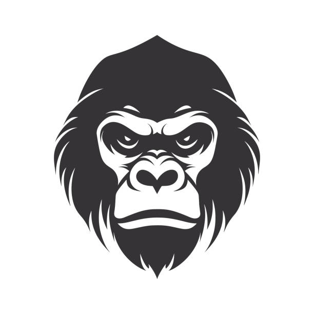 Intimidating gorilla head in vector illustration on white background. Simple vector illustration Intimidating gorilla head in vector illustration on white background. Simple vector illustration. angry monkey stock illustrations