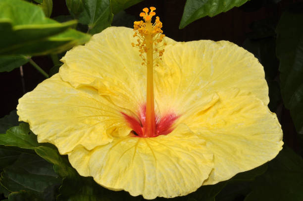 istock Kauai Hibiscus 1556381070