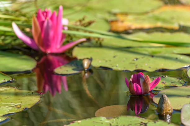 Pink water lily star flower in an artificial pond. Jardin des deux rives, Strasbourg, Collectivite europeenne d'Alsace,Grand Est, France, Europe.
