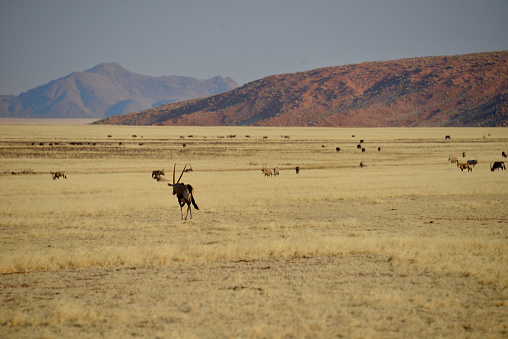 Oryx, Namib-Naukluft National Park, Namibia
