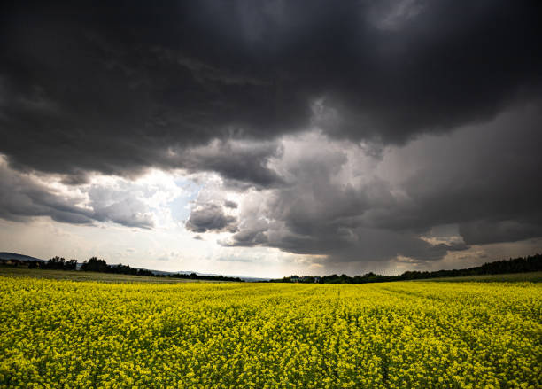 istock Thunderstorm over meadows with dark sky and big cumulonimbus thundercloud and rain 1556398726