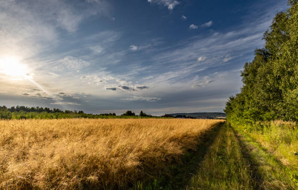 istock A path through a field of meadows in the setting sun. Rye field 1556405143