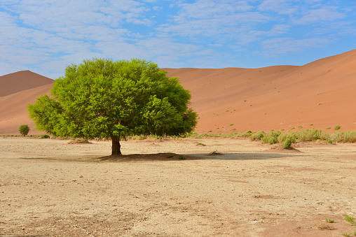 View of the desert landscape in Sossuvlei, Namibia