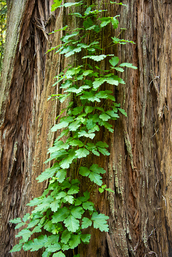 Poison oak growing on redwoods trees