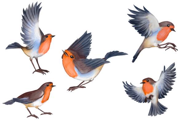 illustrations, cliparts, dessins animés et icônes de aquarelle robin oiseau - birdsong bird one animal flying