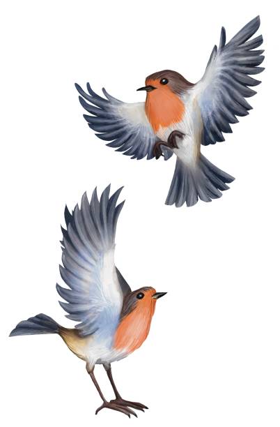 illustrations, cliparts, dessins animés et icônes de aquarelle robin oiseau - birdsong bird one animal flying