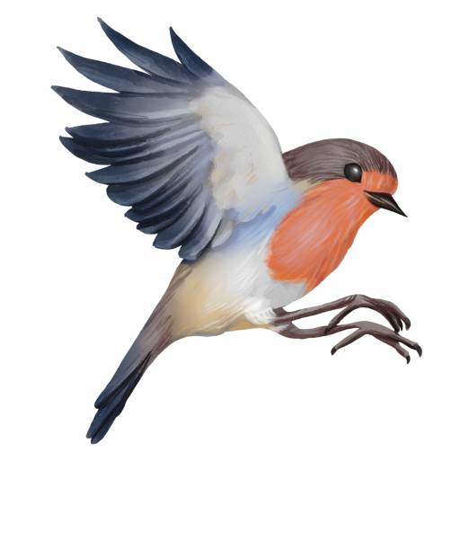 illustrations, cliparts, dessins animés et icônes de aquarelle robin oiseau - birdsong bird one animal flying