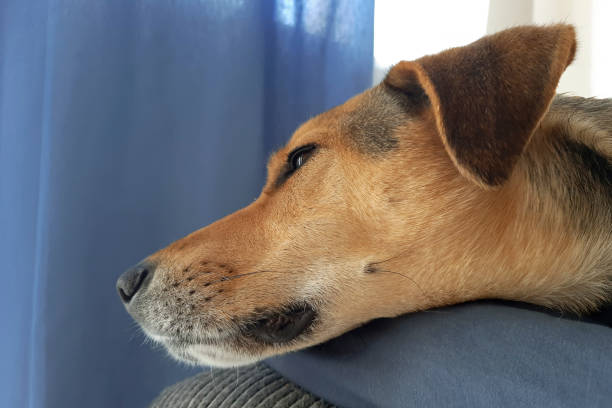 perro descansando en un sofá acogedor. perro doméstico. - pets bed bedroom animal fotografías e imágenes de stock