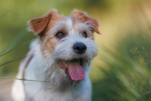 Jack russel terrier run on green spring field.