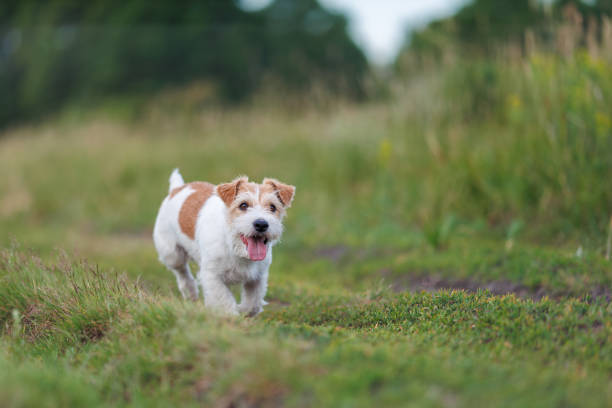 istock Jack russel terrier run on green spring field 1556466300