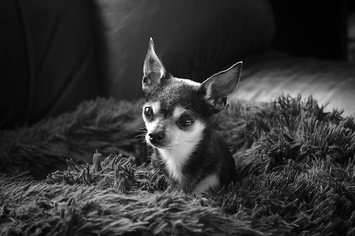 Coffee the chihuahua in black and white