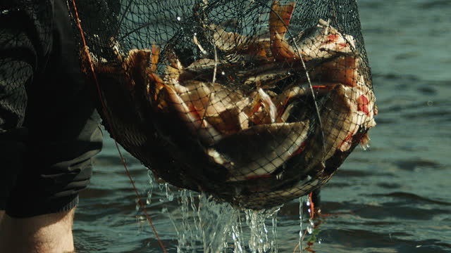 Retrieving caught fish from the water in a cage.
