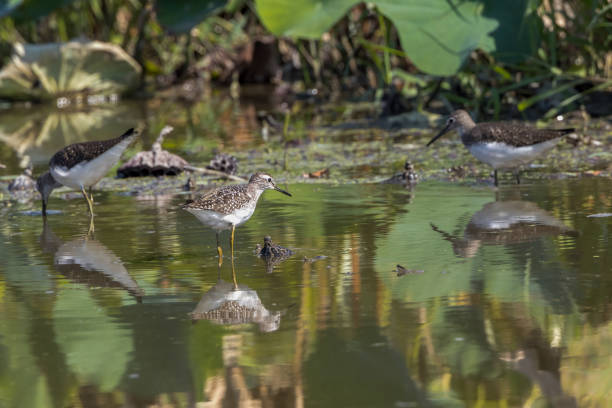 Wood Sandpiper and Green Sandpiper in a lotus root field. Wood Sandpiper and Green Sandpiper in a lotus root field. green sandpiper tringa ochropus stock pictures, royalty-free photos & images