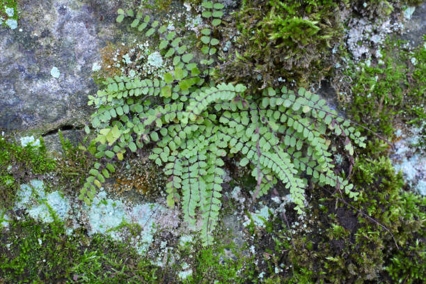 istock Asplenium trichomanes fern grows on the stone 1556498234