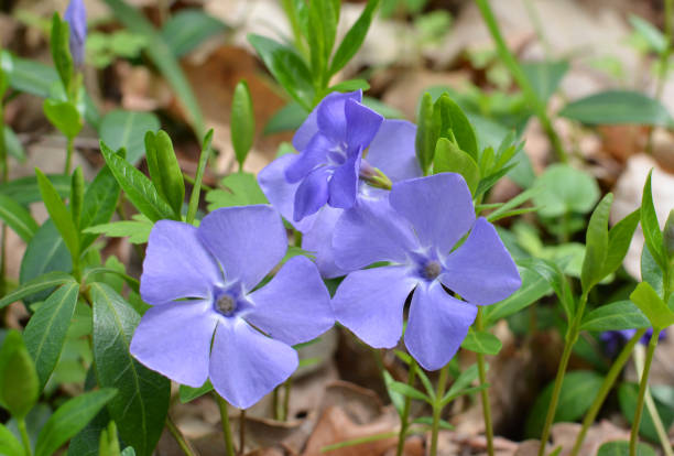 istock Spring blossom of periwinkle small (Vinca minor) 1556498758