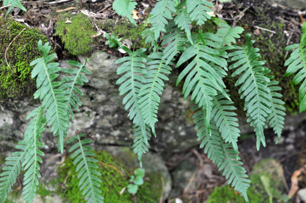 istock Fern Polypodium vulgare grows on a rock in the woods 1556499827