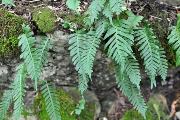 Fern Polypodium vulgare grows in the wild on a rock in the woods