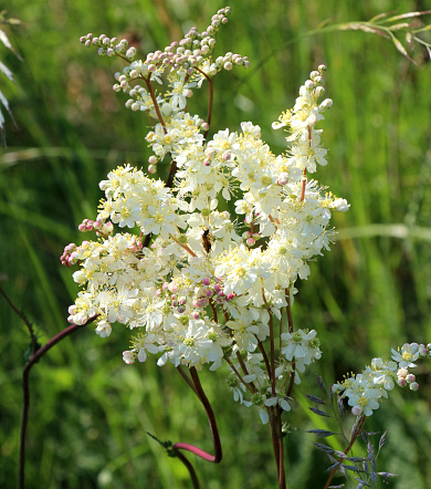 In the wild, Filipendula blooms in the meadow among the grasses