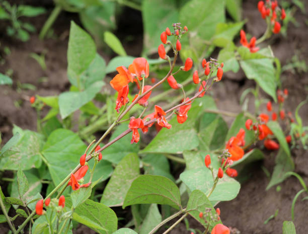 istock Common bean (Phaseolus vulgaris) is blooming in the garden 1556501930