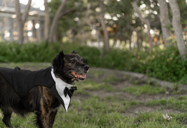 istock Dog Well Dressed Suit and Tie Tuxedo Formal Party Wedding Ready Smiling 1556510263
