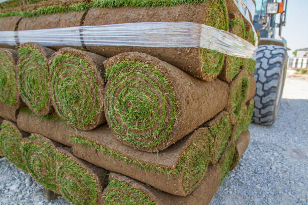 istock Stacks of rolled lawn, rolled turf 1556510812