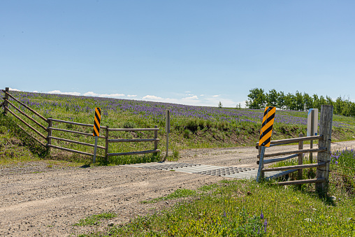 Cattle guard and fence on gravel road crossing open range on the Douglas Lake Ranch