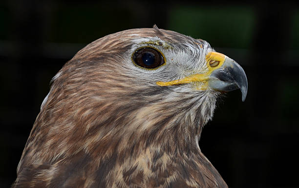 harris hawk - harris hawk hawk bird of prey bird stock-fotos und bilder