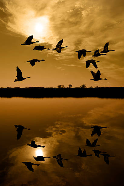 istock Canadian Geese at Sunset 155652360