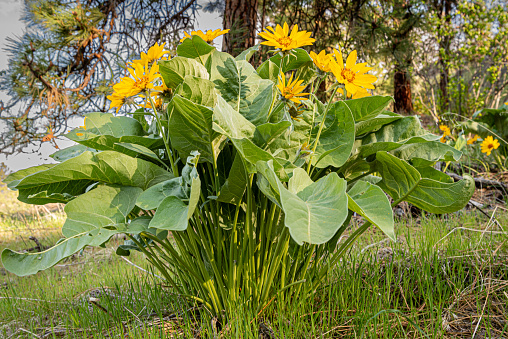 Clump of Arrowleaf Balsamroot with spring time blossoms in ponderosa pine forest and grasslands