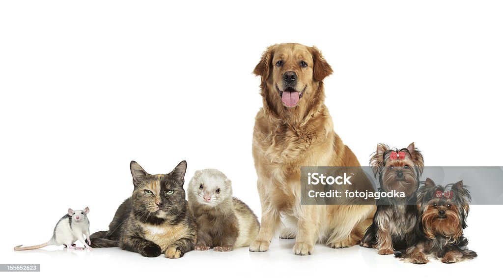 Gruppe von Haustieren auf weißem Hintergrund - Lizenzfrei Frettchen Stock-Foto