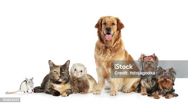 Gruppe Von Haustieren Auf Weißem Hintergrund Stockfoto und mehr Bilder von Frettchen - Frettchen, Hauskatze, Hund
