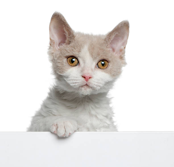 istock Selkirk Rex kitten, coming out of a box, white background. 155652754