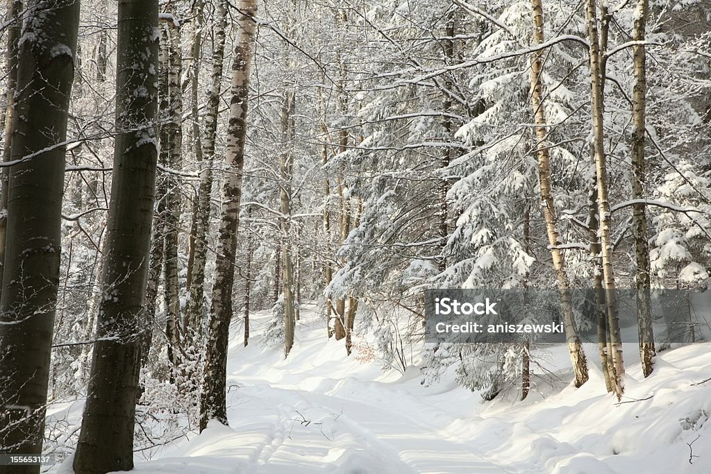 Wald trail - Lizenzfrei Ast - Pflanzenbestandteil Stock-Foto