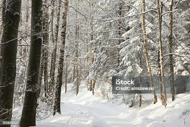 Wald Trail Stockfoto und mehr Bilder von Ast - Pflanzenbestandteil - Ast - Pflanzenbestandteil, Baum, Berg