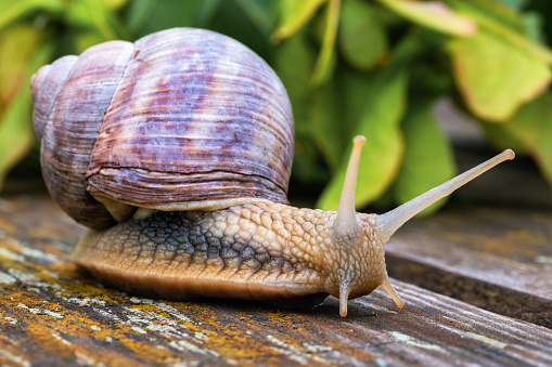 Close-up of a crawling Roman snail (Helix pomatia) on a background of wood with leaves in the background.