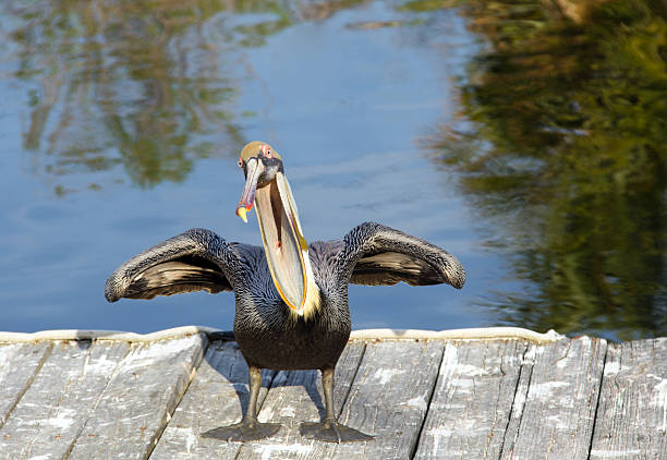 istock Young Pelican wanting food 155654031