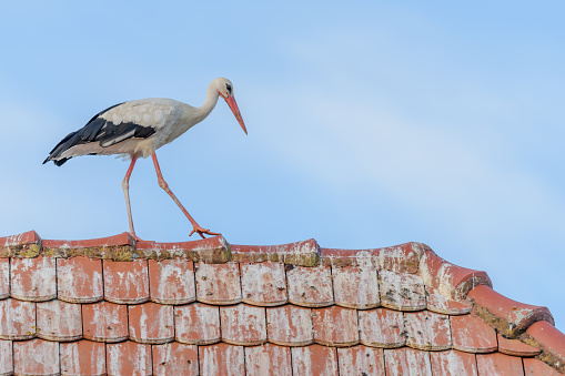 White stork (ciconia ciconia) walking on the roof of a house. Bas-Rhin, Collectivite europeenne d'Alsace,Grand Est, France, Europe.