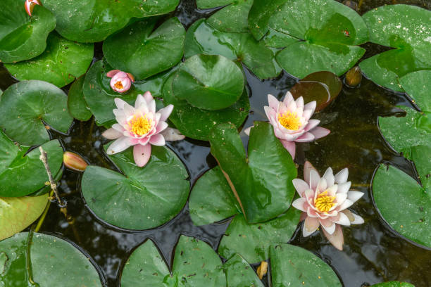 istock Water lily flowers in a pond. 1556540490