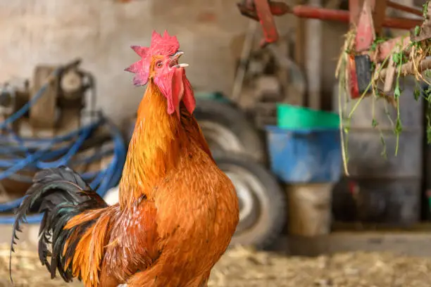 Free range rooster on a farm. Bas-Rhin, Collectivite europeenne d'Alsace,Grand Est, France, Europe.