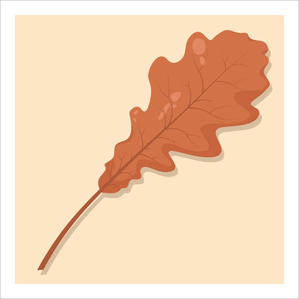 ilustrações de stock, clip art, desenhos animados e ícones de autumn leaf, isolated on yellow background. colorful orange, brown oak  leaf. - leaf botany oak leaf square