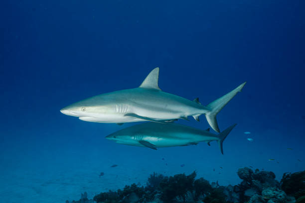 Twin Shark A pair of Caribbean reef sharks in the Bahamas dorsal fin stock pictures, royalty-free photos & images