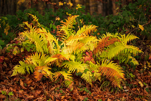 Common lady fern (Athyrium filix-femina) with two-colored fern fronds in an autumnal forest, Weser Uplands, Germany