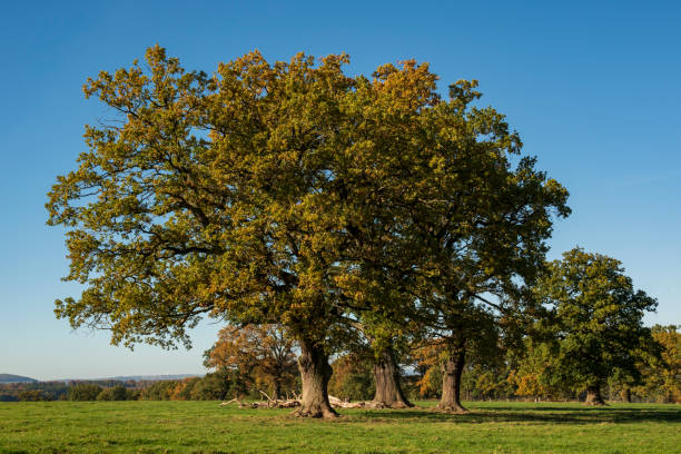 istock Group of mighty oak trees (Quercus robur) on a green meadow 1556555943