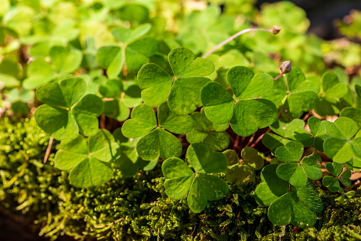 Clover-like wood sorrel (Oxalis acetosella) growing on a moss-covered tree trunk, Germany