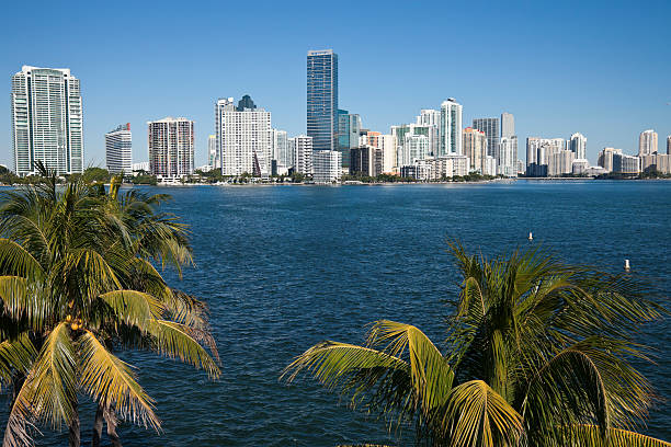 istock Palms and skyline of Miami 155655638