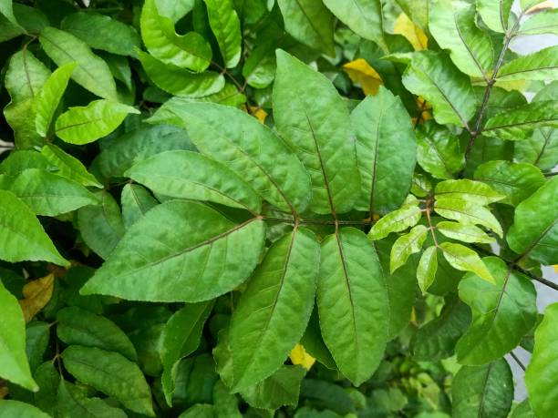istock Close up of wild coffee plant 1556559610