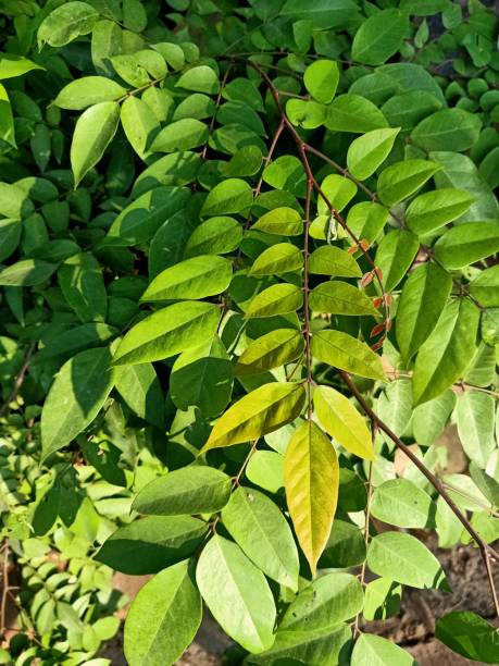 istock Close up of star fruit plant 1556560654