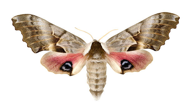 istock Smerinthus cerisyi, Cerisy's SphinxSphingidae 155659439