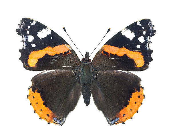 istock Red admiral, Vanessa atalanta isolated on white background 155659498
