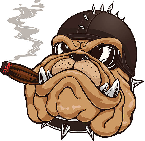 Bulldog Head Mascot Stock Illustration - Download Image Now - Cigar, Biker,  Bulldog - iStock